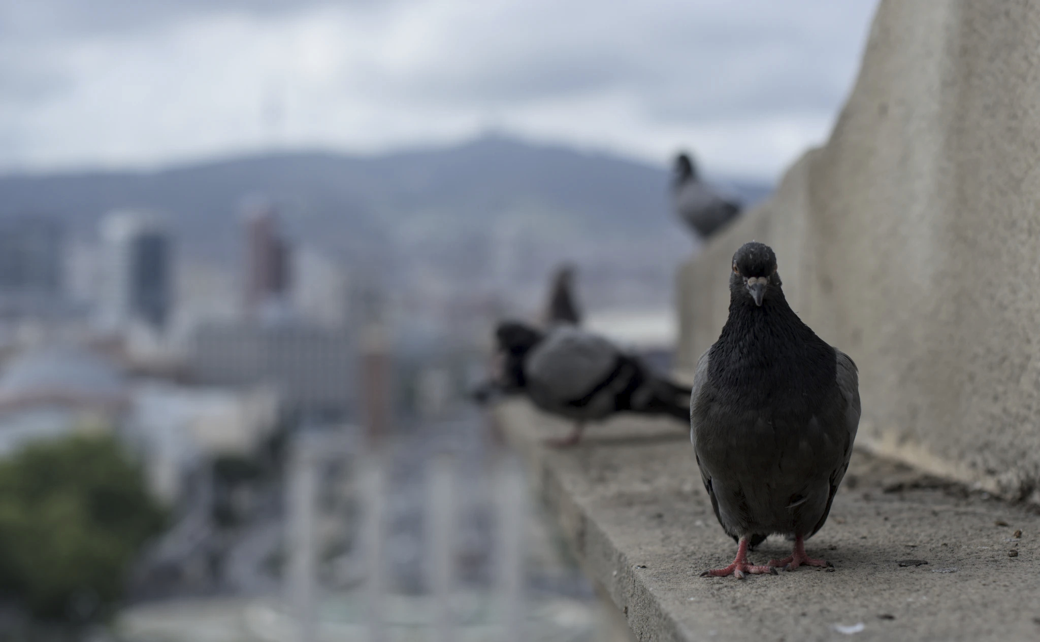 A photo of a pigeon atop an edge by a statue base; the pigeon is staring directly into the lens, facing the camera. An intense depth of field is done here and everything past the pigeon is blurry, including other pigeons, the rest of the ledge, and the city in the background. The blurry city and mountains are visible in the background; there's a slight blue cast to everything. The base of the statue is rising as it gets closer to the camera, although the statue itself is not visible. The pigeon has a dark grey chest, red feet, and lighter grey wings that are just barely visible at their side. Their little beak is dark and forms a cute triangle on their face, and their eyes are just visible on the side of their head.